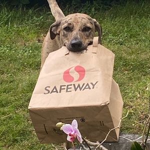 Meet your Posher, Theo